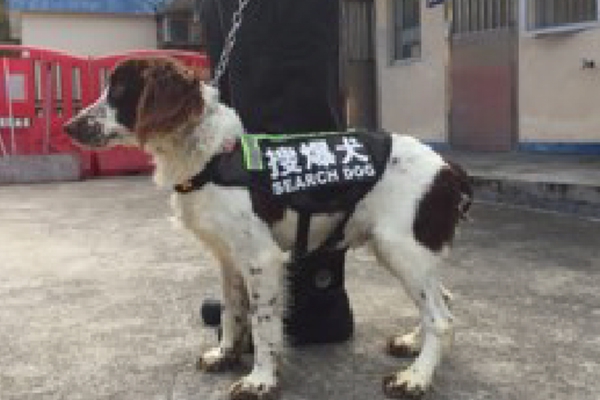 香港 搜爆犬