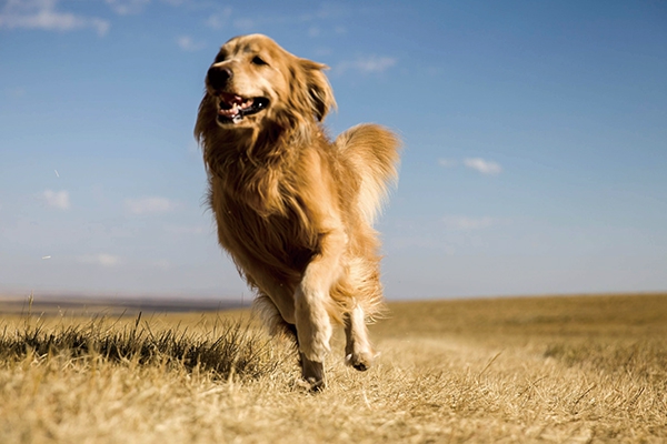 追踪犬