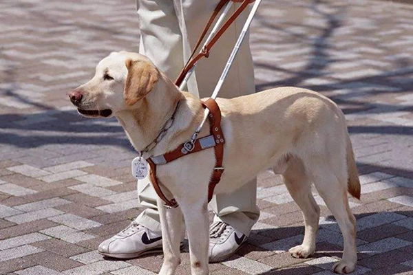 三明导盲犬